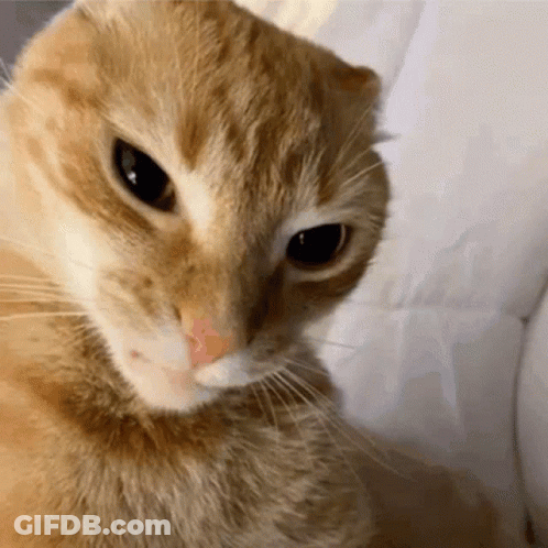 Orange Cat Looking At Camera GIF
