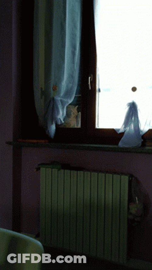 Orange Cat Looking Out The Window GIF