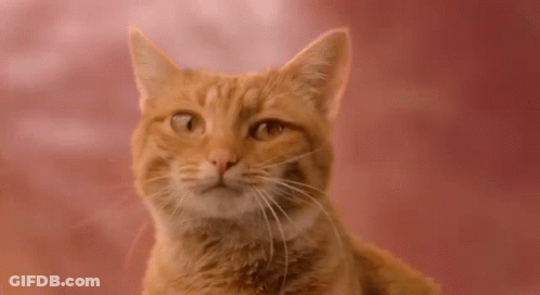 Orange Cat Looking Up GIF
