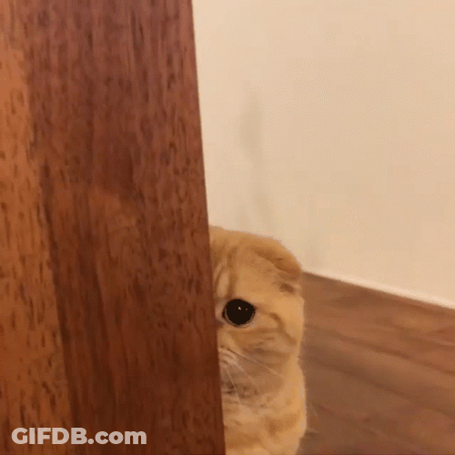 Orange Cat Lurking GIF