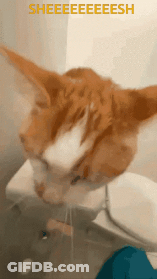 Orange Cat Meow Sheesh GIF