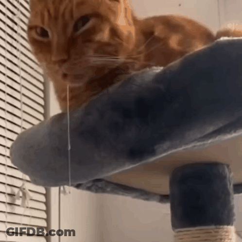 Orange Cat On Cat Tree Looking At Camera GIF