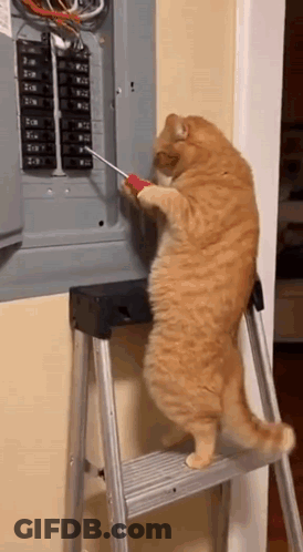 Orange Cat On Ladder Holding Screwdriver Working On Electrical Box GIF