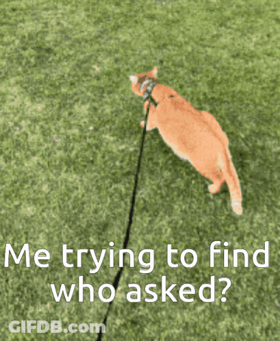 Orange Cat On Leash Saying Me Trying To Find Who Asked GIF