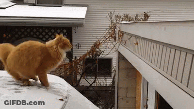 Orange Cat On Snowy Roof Beside House GIF