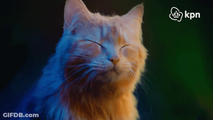 Orange Cat Party Headbang GIF