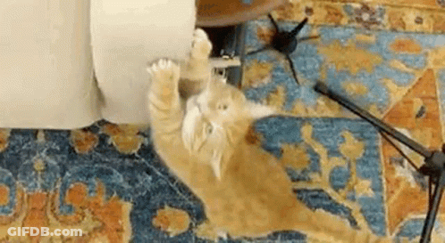Orange Cat Playing With Microphone On Rug GIF