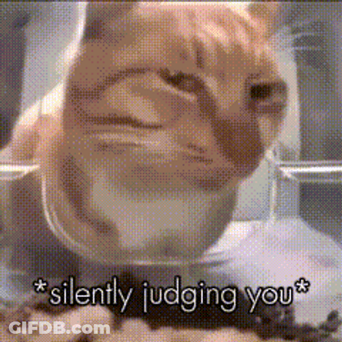 Orange Cat Silently Judging You GIF
