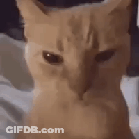Orange Cat Sitting On Bed GIF