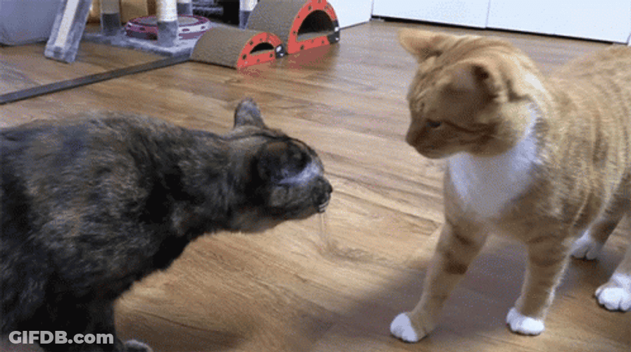 Orange Cat Slapping Face Black Cat GIF