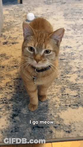 Orange Cat Standing On Rug Saying I Go Meow GIF