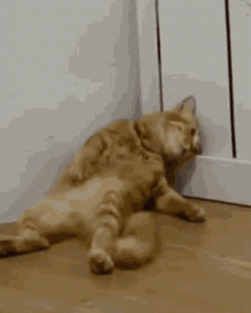Orange Cat Tired Meme GIF