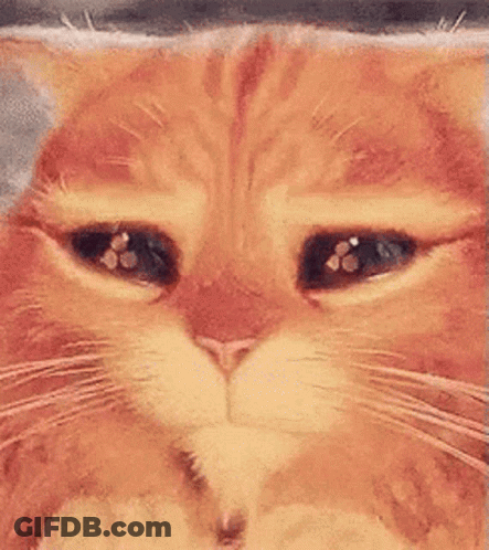 Orange Cat With Sad Eyes GIF