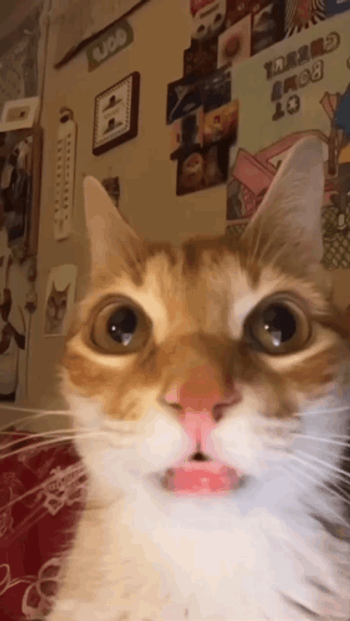 Orange Huh Cat Meme GIF