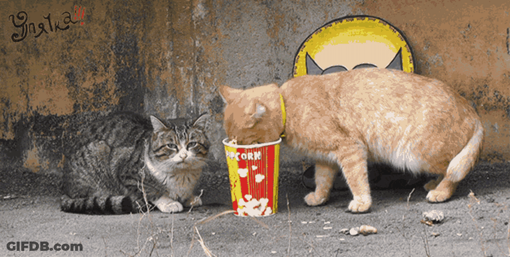 Orange Kitty Eating Popcorn Meme GIF
