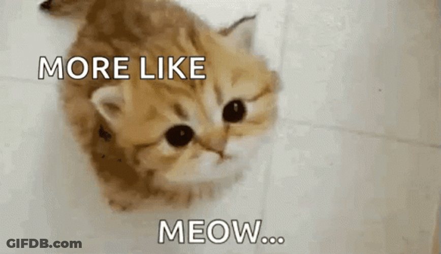 Orange Little Cat More Like Meow GIF