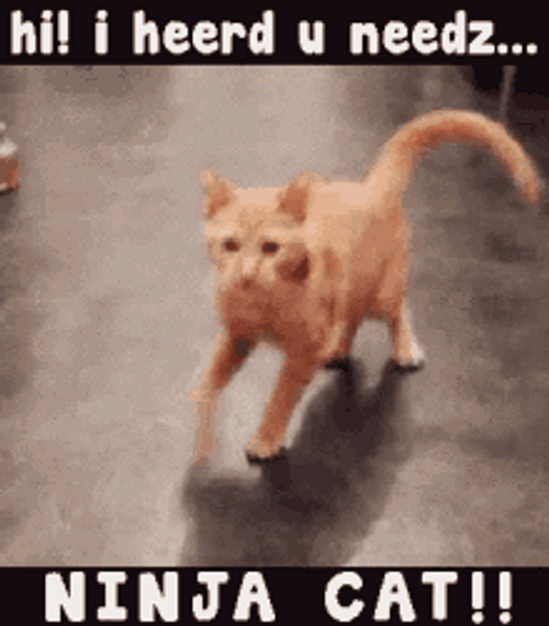 Orange Ninja Cat Memes Funny Hi Flip GIF