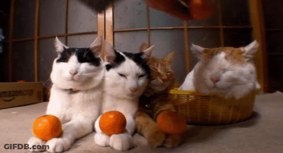 Orange Placed On Cats GIF