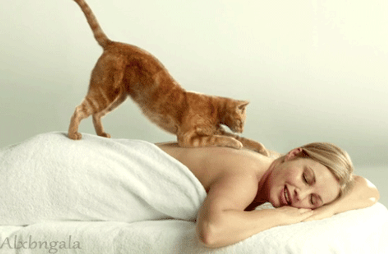 Orange Tabby Kitty Giving Massages GIF