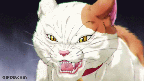 Orange White Cat With Yellow Eyes GIF