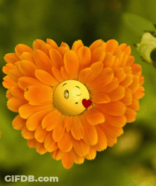 Orange Wildflower Heart Blowing Kisses GIF