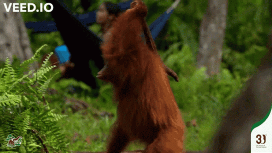 Orangutan Cleaning The Forest GIF