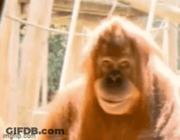 Orangutan Close Up GIF