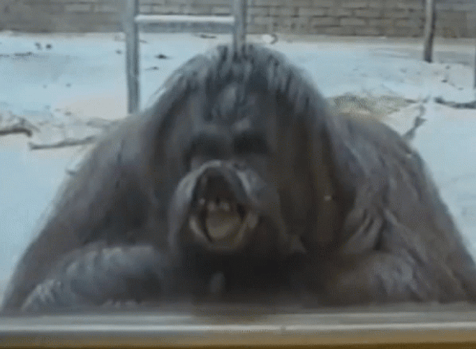 Orangutan Displaying Monkey Kiss GIF
