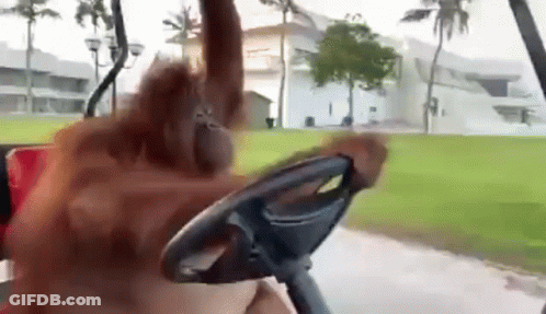 Orangutan Driving Golf Cart In Park GIF