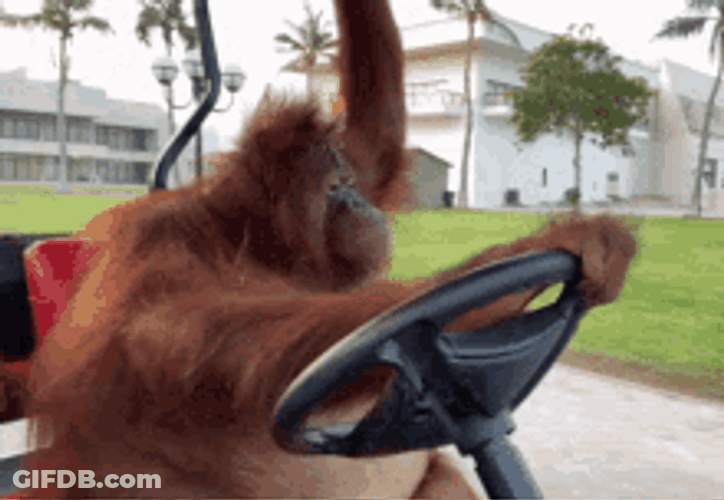 Orangutan Driving Leisurely GIF