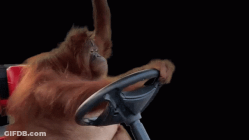 Orangutan Driving Steering Wheel Co T Dzisia GIF