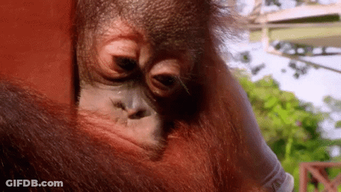 Orangutan Face With Glove On Arm GIF