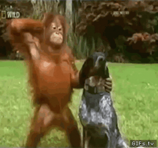 Orangutan Falling Behind GIF