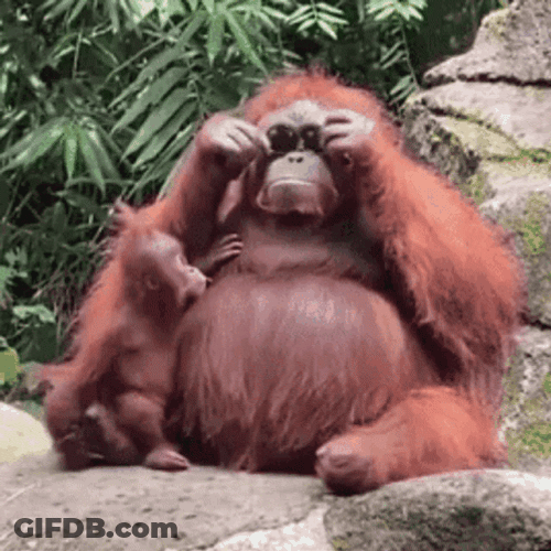 Orangutan Glasses GIF