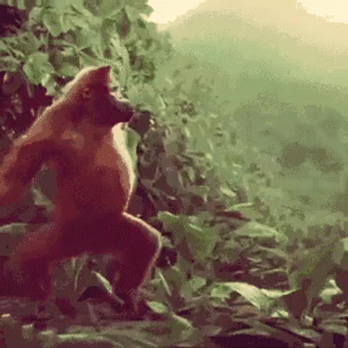 Orangutan Going Hard On Dance GIF