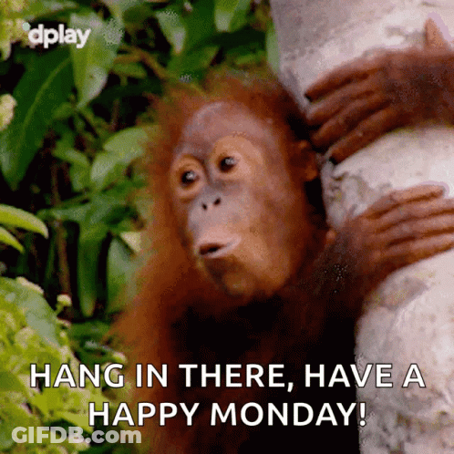 Orangutan Hang In There Happy Monday GIF