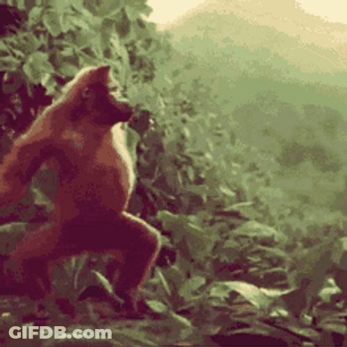 Orangutan In The Wild Funny Dancing GIF