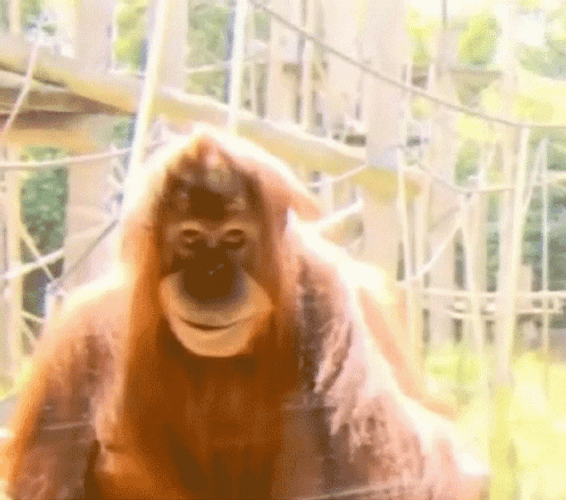 Orangutan Side Eye GIF