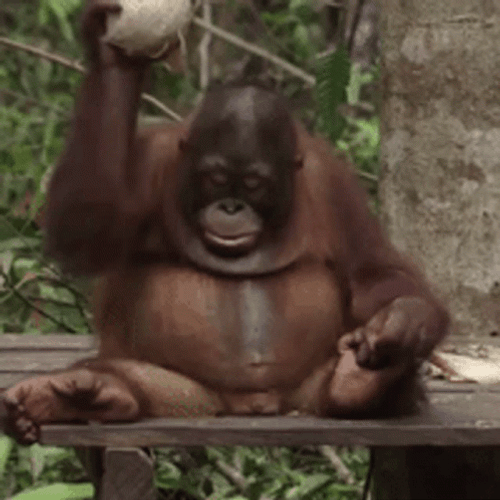 Orangutan Smashing Coconut GIF