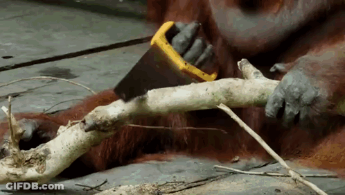 Orangutan Using Saw To Cut Tree Branch GIF