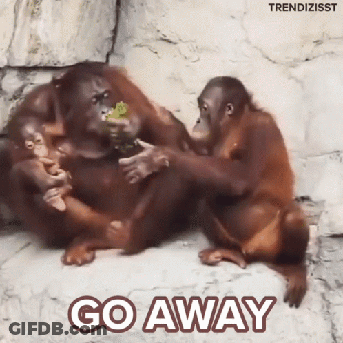 Orangutans With Go Away Text GIF