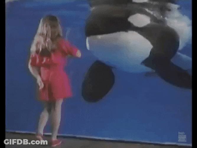 Orca Approaching A Kid GIF
