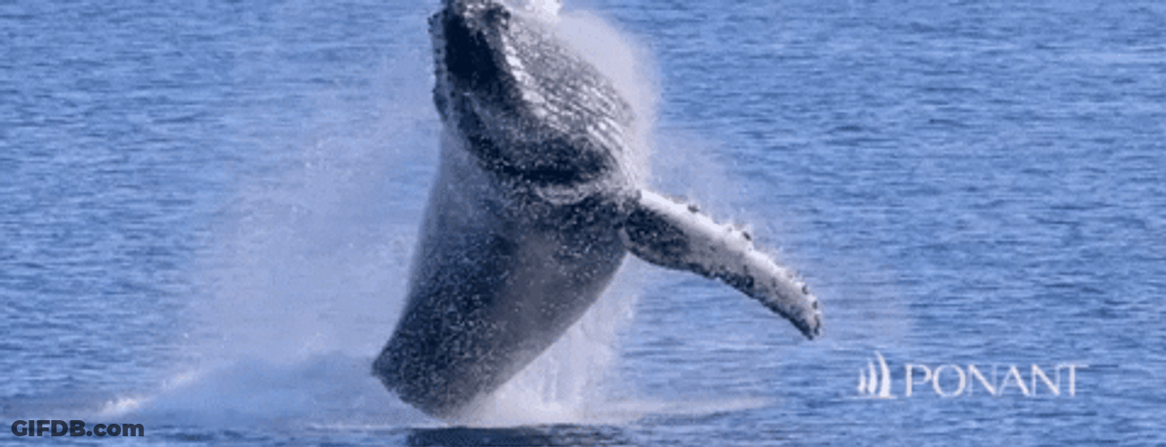 Orca Diving On The Sea GIF