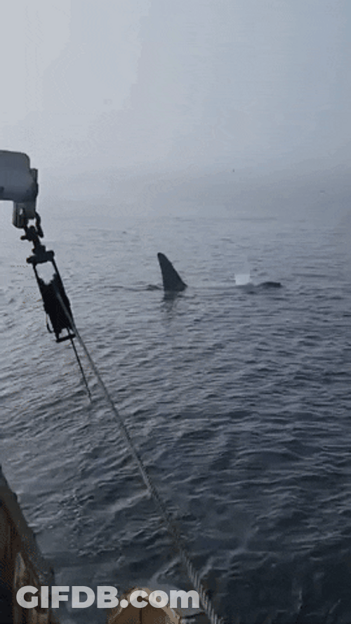 Orca Following A Boat GIF
