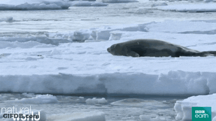 Orca On Frozen Sea GIF