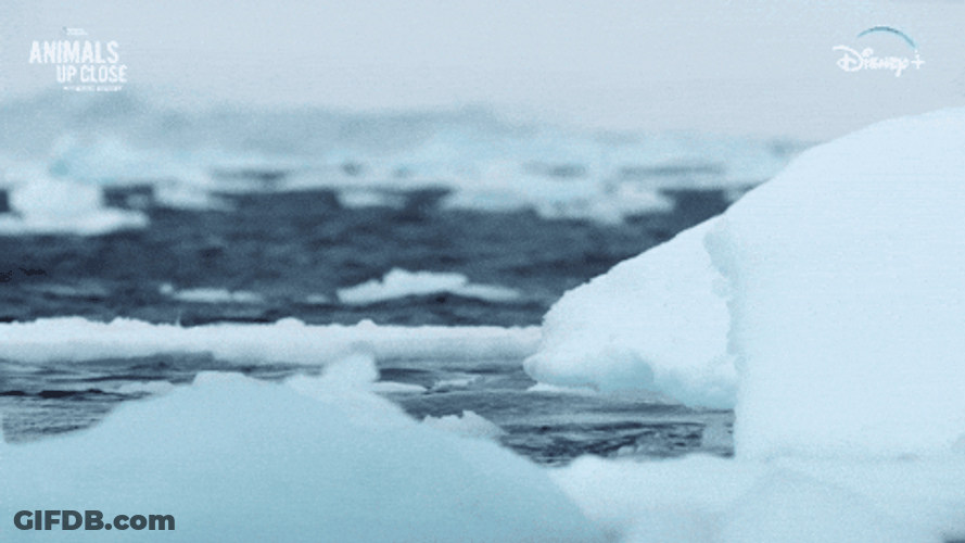 Orca On The Ice GIF