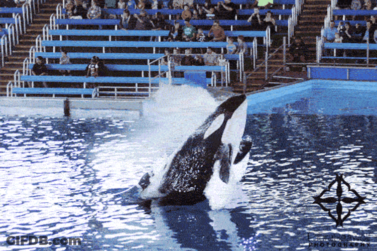 Orca Show Performance GIF
