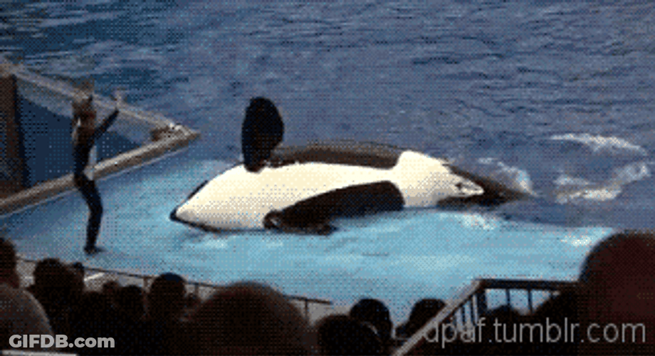 Orca Stage Performance GIF