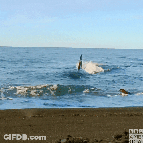 Orca Stranded On The Shore GIF