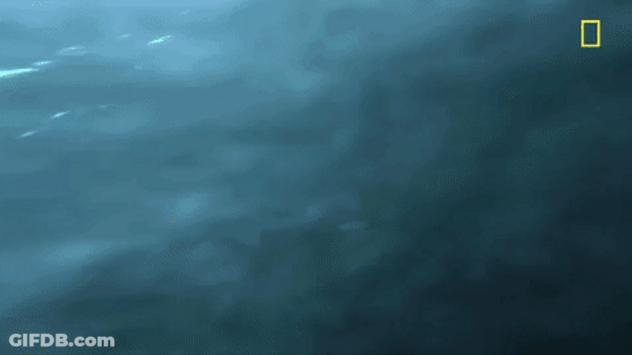Orca Swimming Fast GIF
